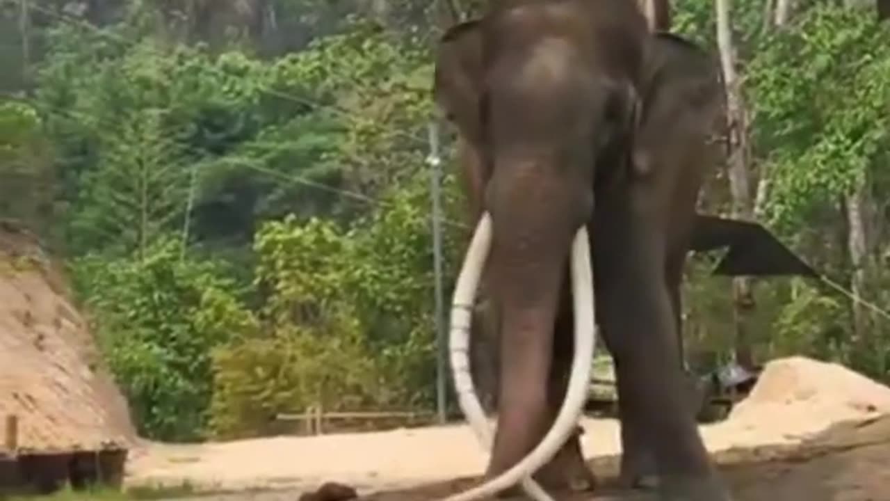 Mutu raja Tusker