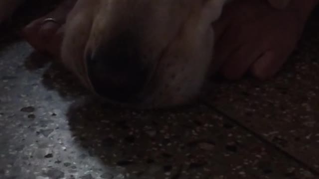 Blonde dog lying down blows lips out sideways