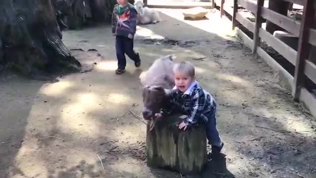 Try not to laugh.Funny kids with animal