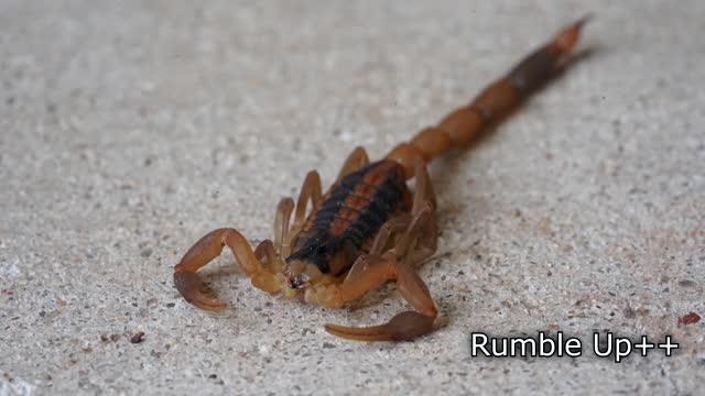 Macro Photography Scorpion Closeup Slideshow!