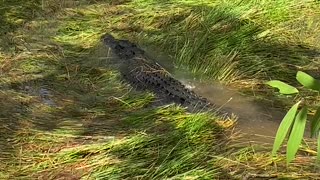 Stealthy Saltwater Crocodile Hidden in Plain Sight