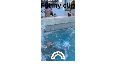 FUNNY VIDEO