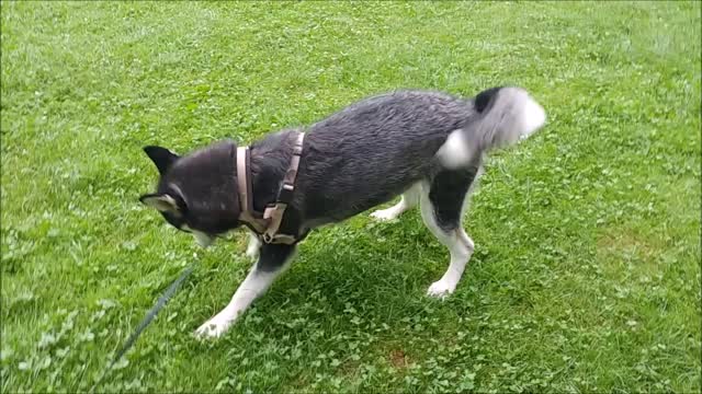 Alaskan Malamute's having a tantrum