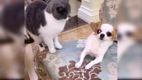 Funny video of 🐶