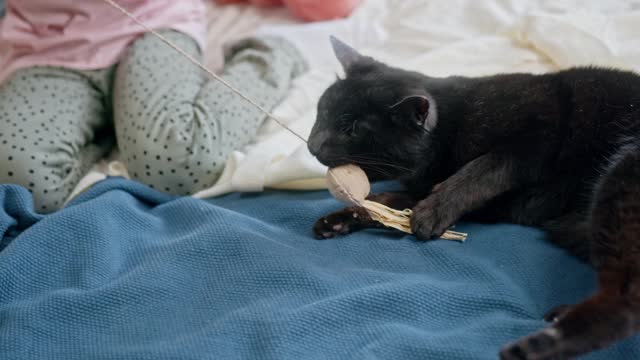 It's a funny cat
