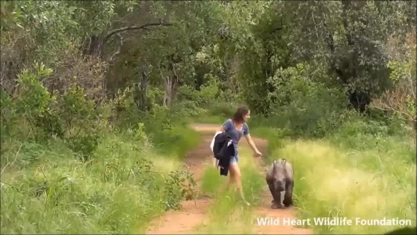 babes cute and playful puppies
