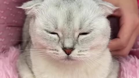 Funny cat