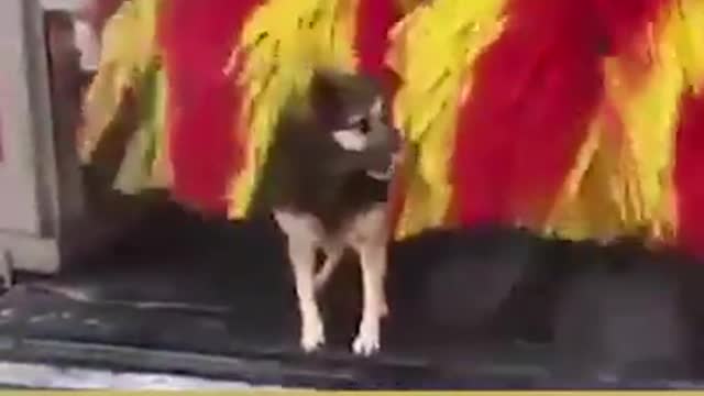 How dog taking shower😜