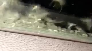 A Multitude of Mosquitoes