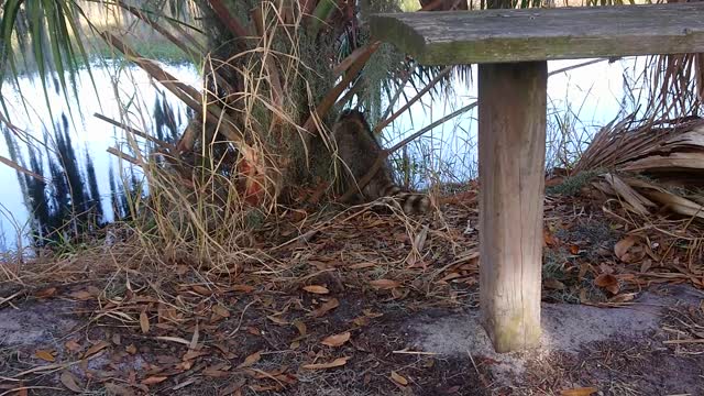 Wild raccoon walking on a trail in Florida wetland