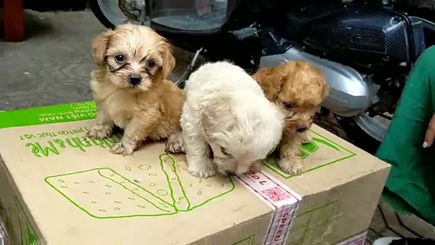 3 Funny Puppies