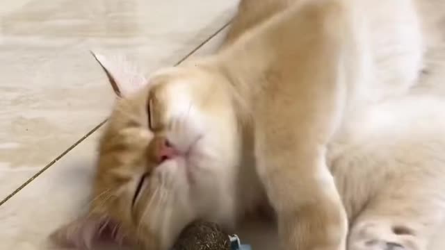 The cat plays with a ball that spins around itself and is having fun