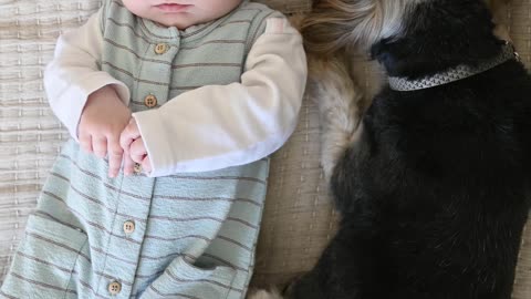 Cute Dog Babysitting[ Dog And Baby Sleeping Together 2021]