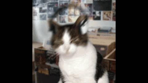 Cat gif video listening to music