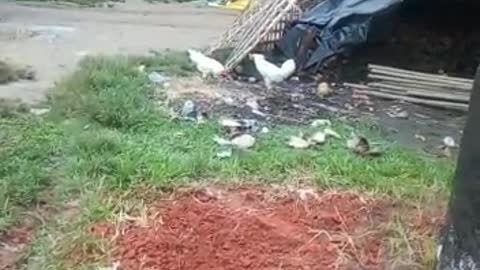 Cock Fight in Binnakandi Village, Assam. INDIA