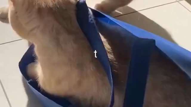 Voggy Doggy style funny animals prank videos