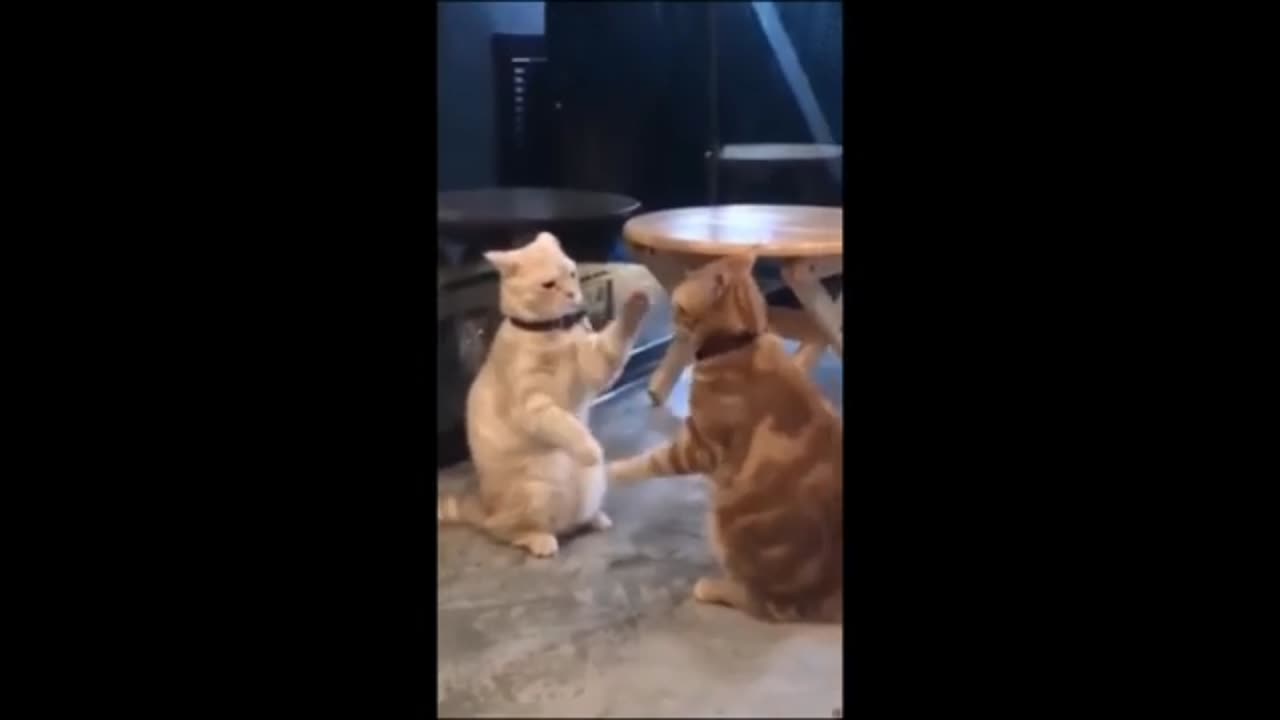 Adorable Cats and Dog, Funny Animal Videos #4