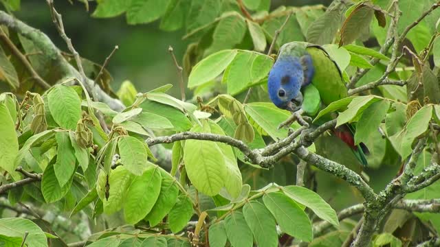 Green birds with blue heads