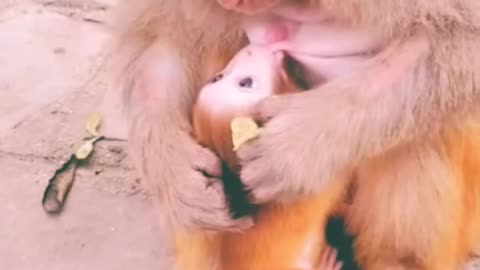 Cute Monkey Status