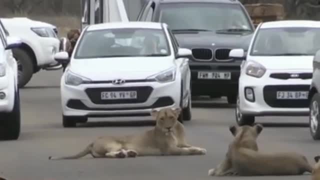 KRUGER PARK'S LARGEST LION PRIDE