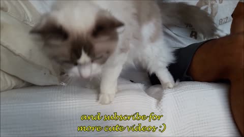 Gato muestra increíble tolerancia a la hora de cortarse las uñas