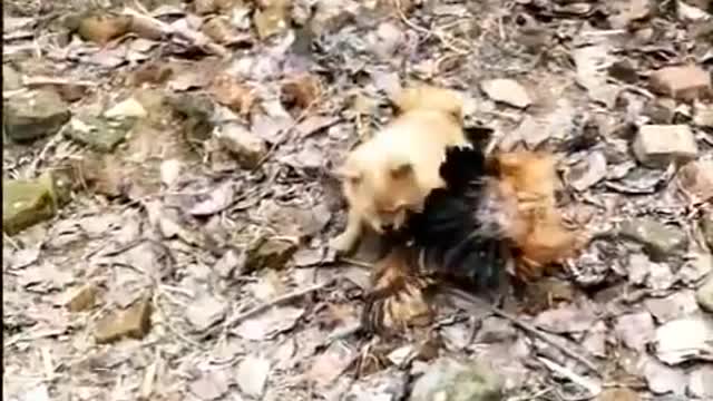 CHICKEN VS DOG😂 - (THE END IS SURPRISING)