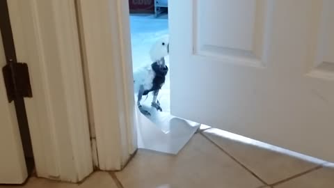 The Cockatoo opens the Door!