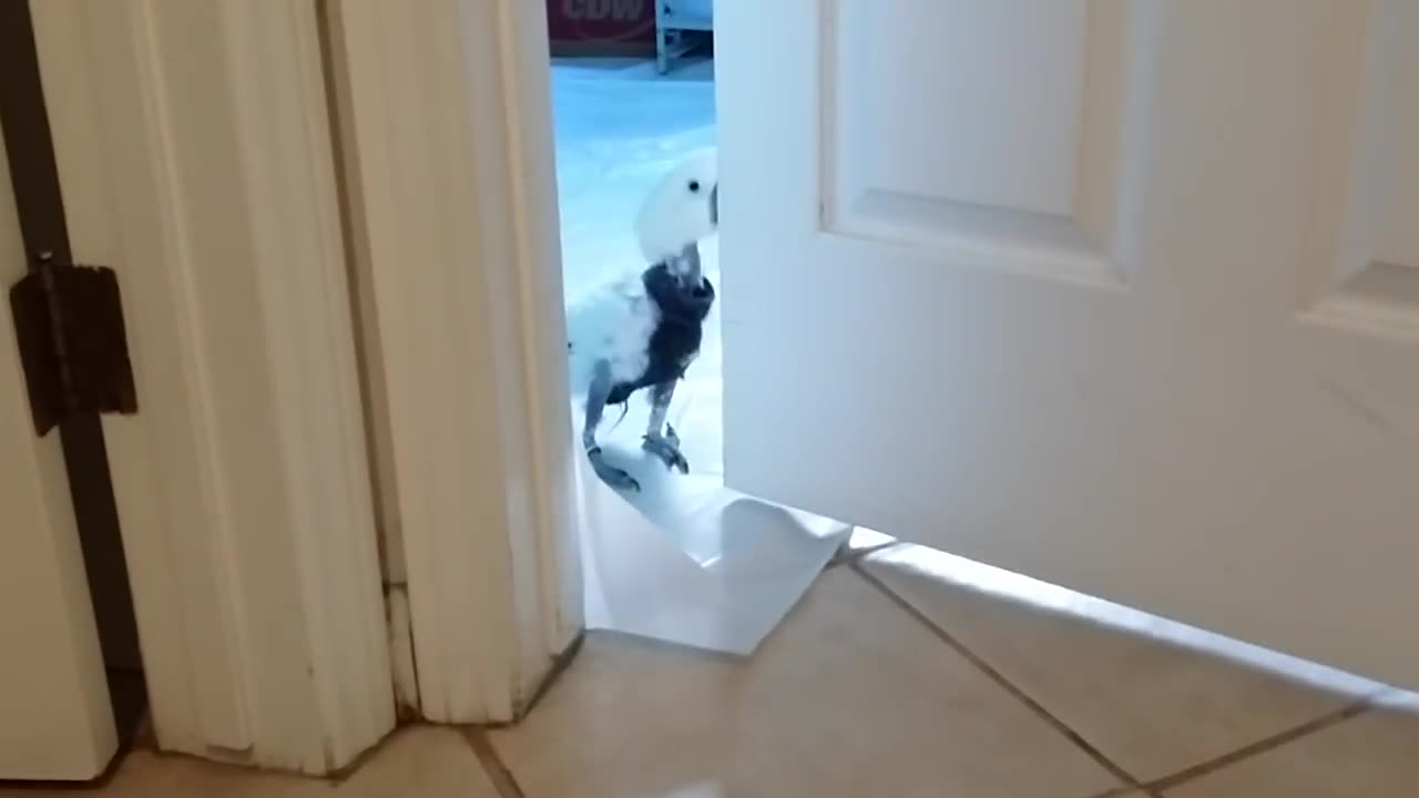 The Cockatoo opens the Door!