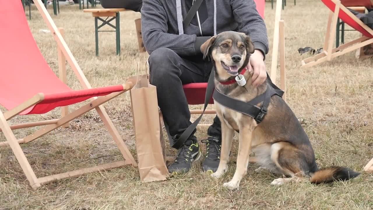 Dogs on leashes and their owners pet with Love