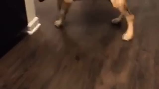 Owner tries to get black sock back from labrador and he runs under bed