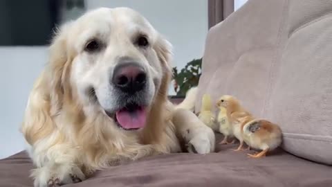 What does a Golden Retriever do when sees baby chicks