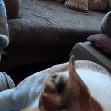 Claire Bear and Tucker Carlson Ready to Play