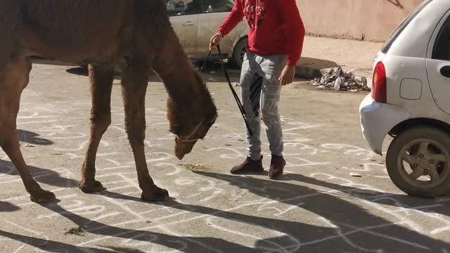 Camel in the city