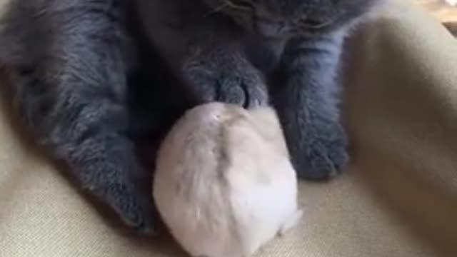 Natural enemies become friends
