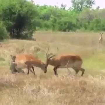 Funny is a funny animals attack