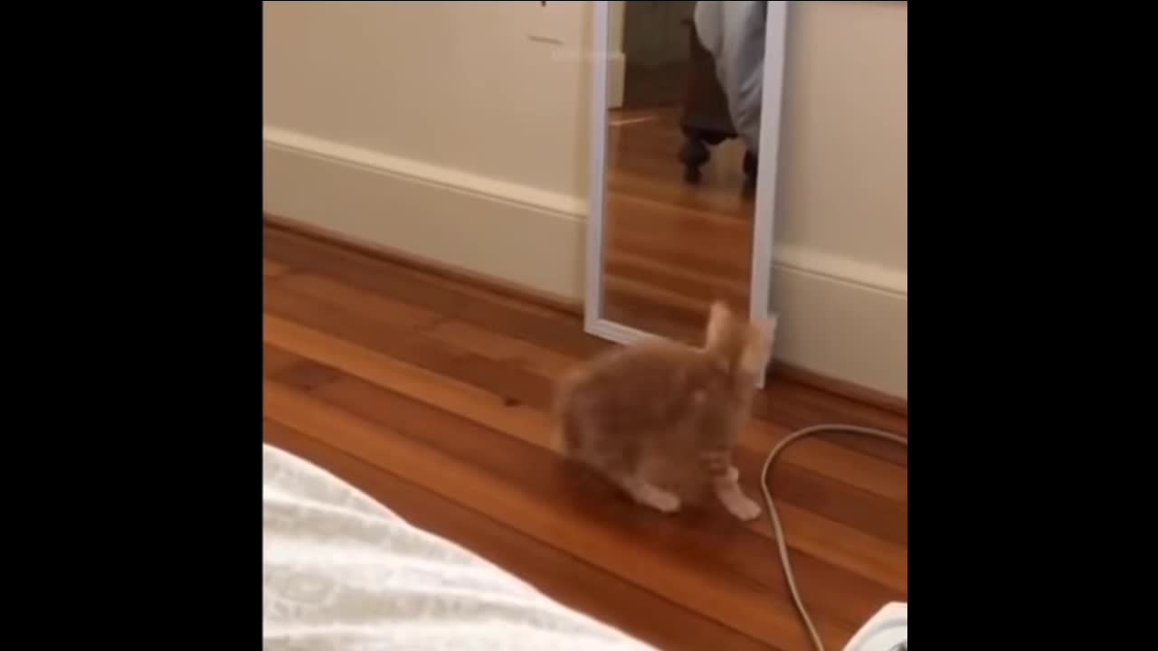 This Cat Shocked By His Own Reflection