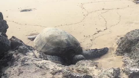 Is this a rock? Or turtle?