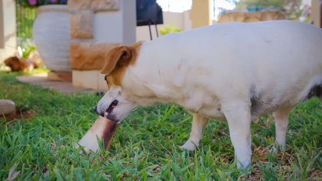 Dog munching on a large bone