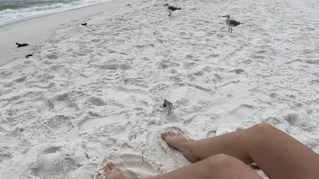 Birdies Love Piggies