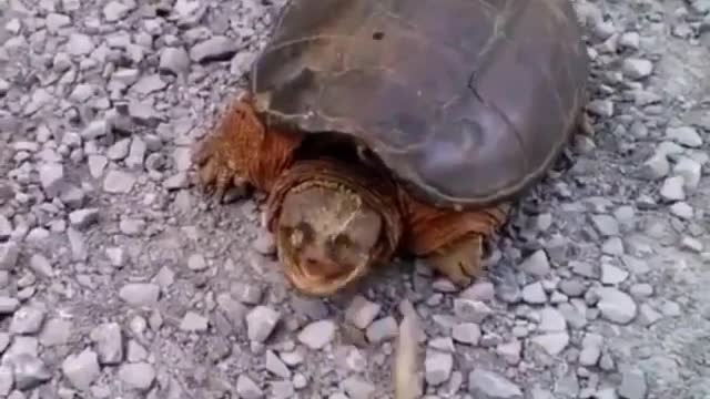 Dangerous version😈 of tortoise🐢😱😮