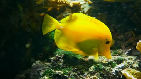 Yellow fish swimming among corals