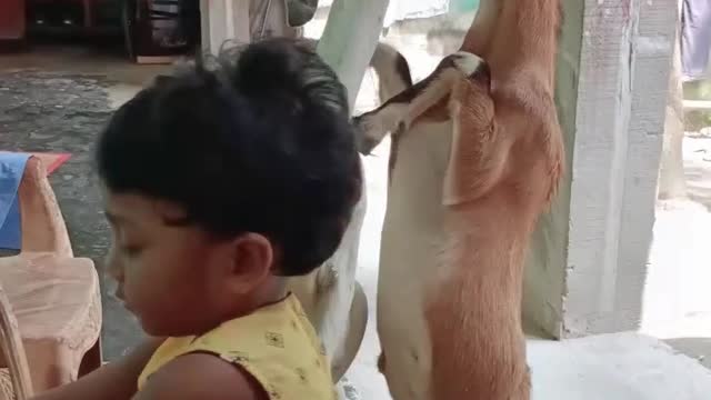 The goat is trying to eat food while standing like a human