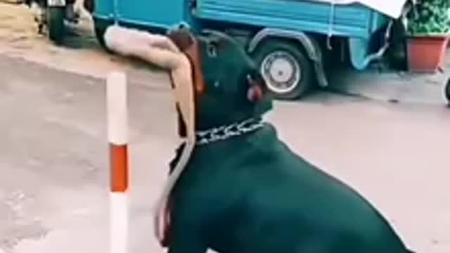 SMART DOG