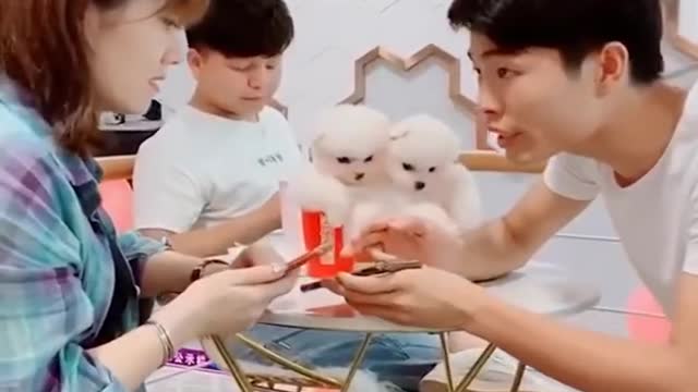 Best Funny Videos Compilation