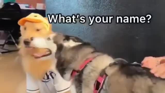 Husky meets his neighbour crush labrador