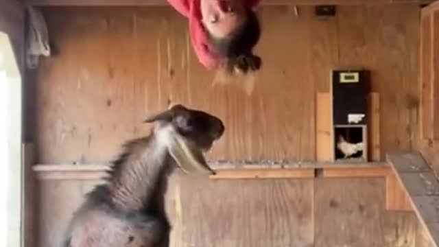 Funny Animal Goat