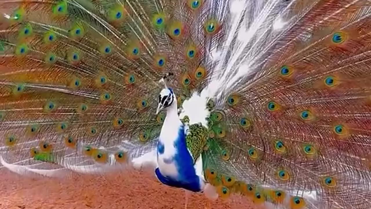 Beautiful peacock bird