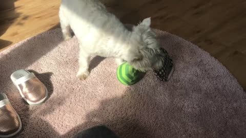 Westie playing