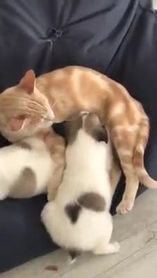 Una amorosa gata adopta una camada de cachorros huérfanos y los cría como si fueran suyos