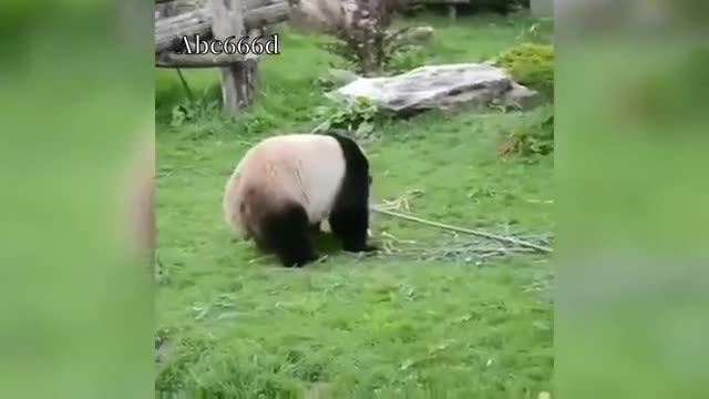 #animal funny video